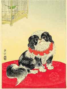 0-85-48-pekingese-gazou-web.jpg