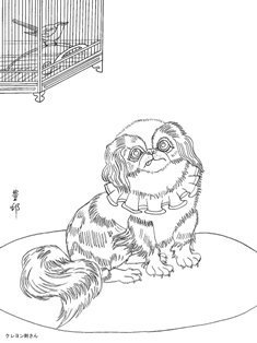 0-85-48-pekingese-sen-web.jpg