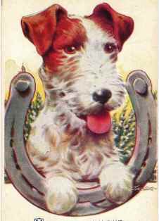0-85-68-wire-fox-terrier-gazou-web.jpg