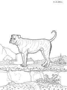 0-85-69-english-mastiff-sen-web.jpg