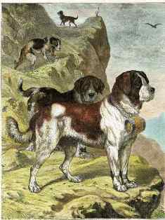 0-86-01-st-berrnard-gazou-web.jpg