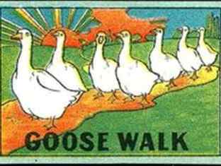0-87-32-goose-walk-gazou-web.jpg