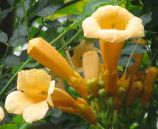 0-89-65-grandiflora-gazou-web2.jpg