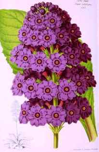 0-89-72-primula-japonica-spring-gazou-web.jpg