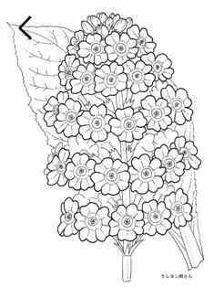 0-89-72-primula-japonica-spring-sen-web.jpg