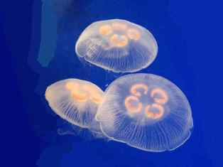 0-92-25-moon-jellyfish-gazou-web.jpg