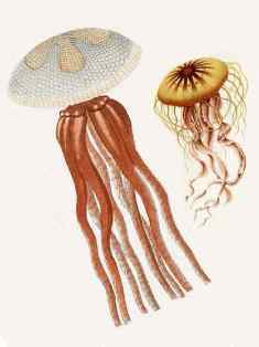 0-92-31-jellyfish-gazou-web.jpg