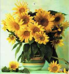 0-92-35-sunflowers-gazou-web.jpg