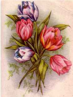 0-92-52-tulip-gazou-web.jpg
