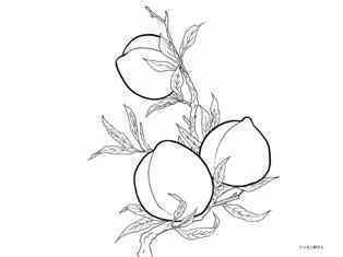 0-92-88-peach-sen-web.jpg