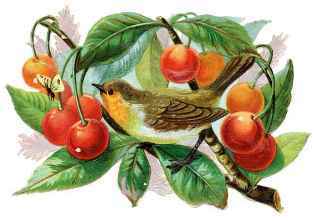 0-92-96-cherry-bird-gazou-web.jpg