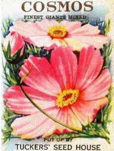 ピンクのコスモスの花のパッケージの塗り絵 大人の塗り絵ー無料新着ぬりえ