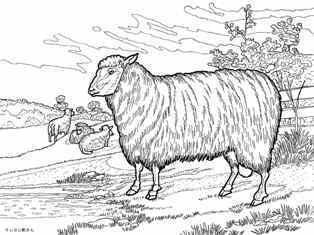 0-95-84-southdown-sen-web.jpg