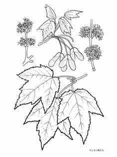 0-96-59-momiji-sen-web.jpg