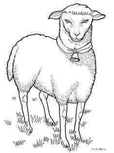 0-96-63-sheep-sen-web.jpg