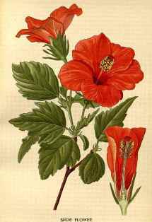 0-97-42-hibiscas-gazou-web.jpg
