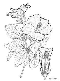 0-97-42-hibiscas-sen-web.jpg