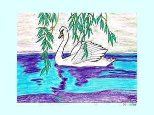 0-97-51-swan-kp-web.jpg