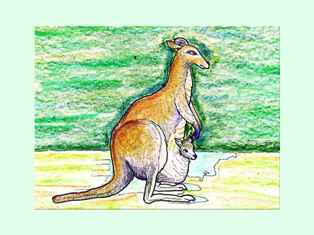 0-97-81-kangaroo-kp-web.jpg