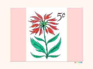 0-98-50-poinsetia-kp-web.jpg