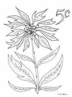 0-98-50-poinsetia-sen-web.jpg