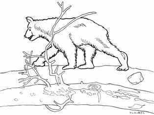 0-98-54-bear-sen-web.jpg