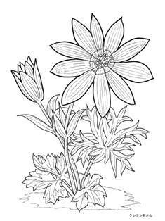 0-99-27-anemone-sen-web.jpg