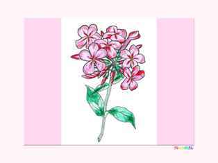 0-99-38-phlox-kp-web.jpg