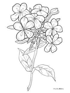 0-99-38-phlox-sen-web.jpg