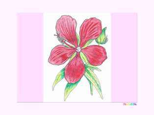 0-99-66-hibiscus-kp-web.jpg