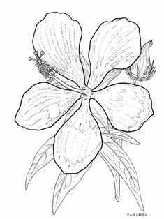 0-99-66-hibiscus-sen-web.jpg