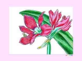0-99-91-amallilis-kp-web.jpg
