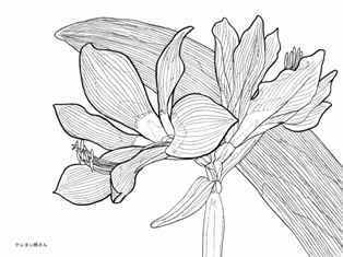 0-99-91-amallilis-sen-web.jpg