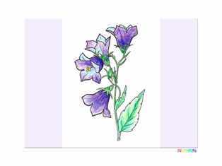 1-0-38-campanula-kp-web.jpg