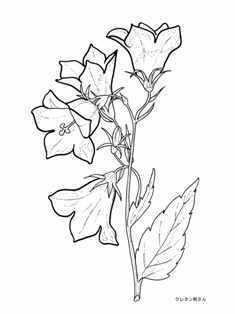 1-0-38-campanula-sen-web.jpg