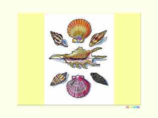 1-0-48-shells-kp-web.jpg