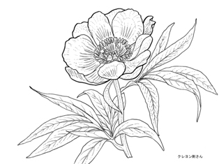 1-1-02-shakuyaku-sen-web.jpg