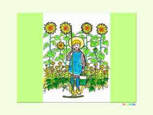 1-1-46-sunflower-kp-web.jpg