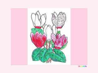 1-2-84-cyclamen-kp-web.jpg
